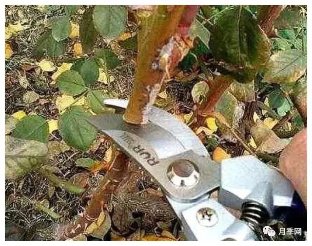 想要月季爆花？初春月季养护8要诀先掌握(图4)