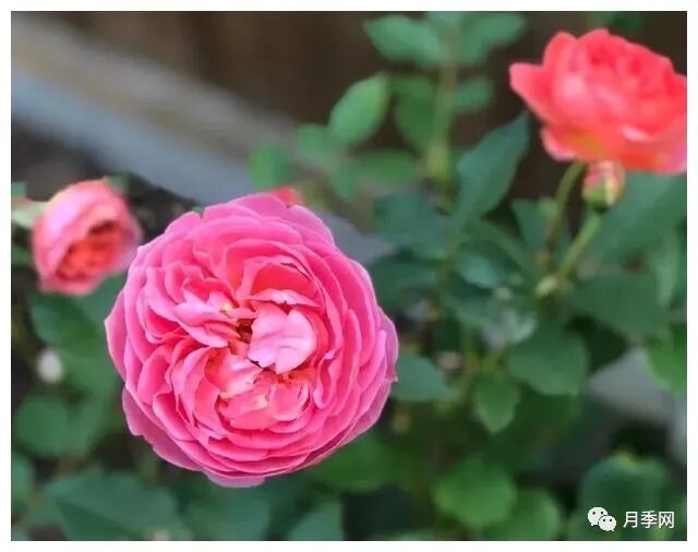 想要月季爆花？初春月季养护8要诀先掌握(图3)
