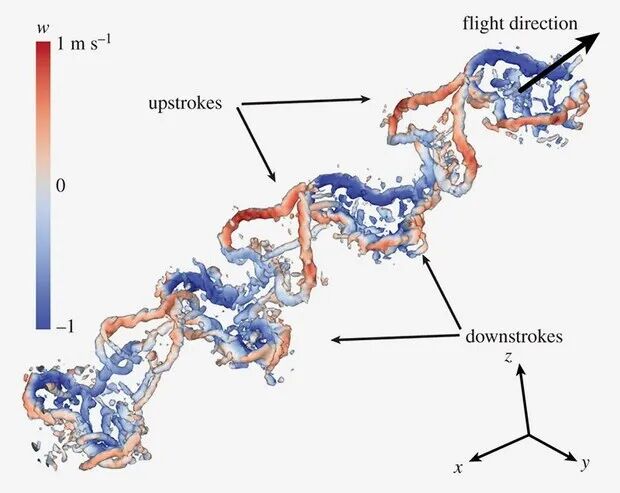 流体力学揭秘蝴蝶飞行之谜的图2