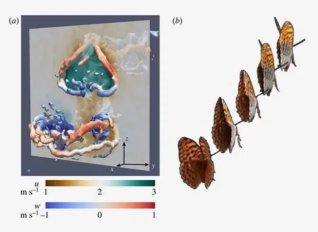 流体力学揭秘蝴蝶飞行之谜的图3