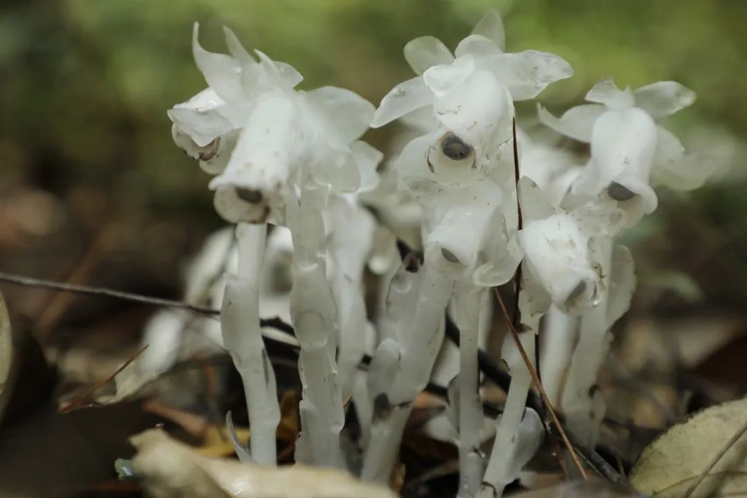 珍稀植物幽灵之花水晶兰现身霞浦柏洋