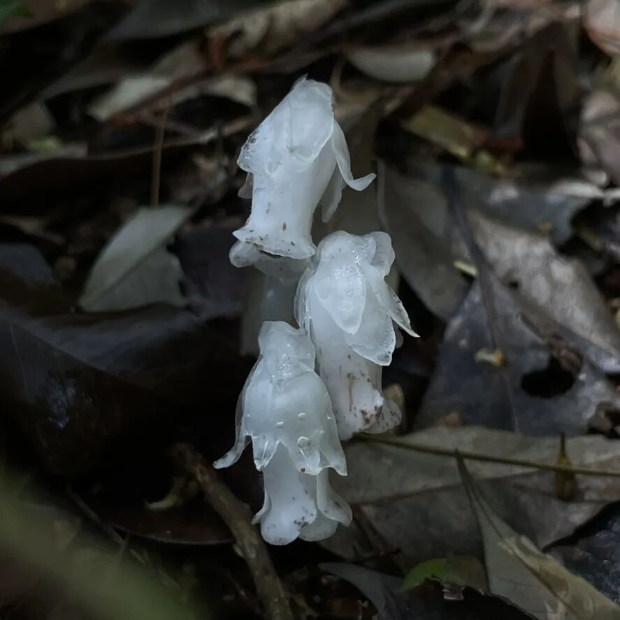 珍稀植物幽灵之花水晶兰现身霞浦柏洋