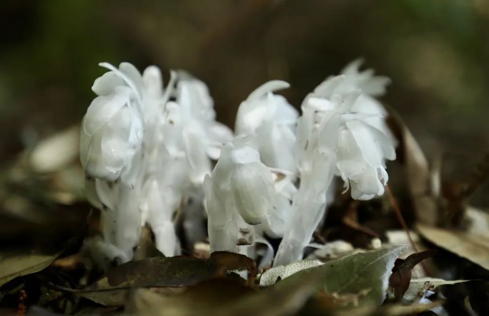 珍稀植物幽靈之花水晶蘭現身霞浦柏洋