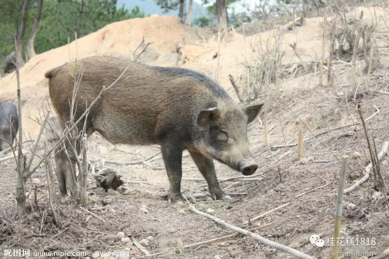 怀来县官厅曹窑村孙生富养殖场,野猪极品,回味无穷!