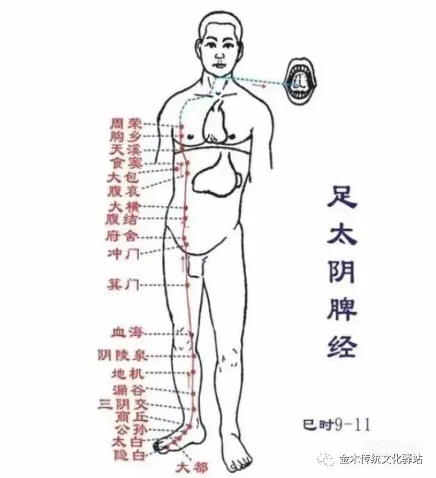 肋骨怎么记忆人体400个穴位记忆法（建议收藏）_https://www.jmylbn.com_新闻资讯_第6张