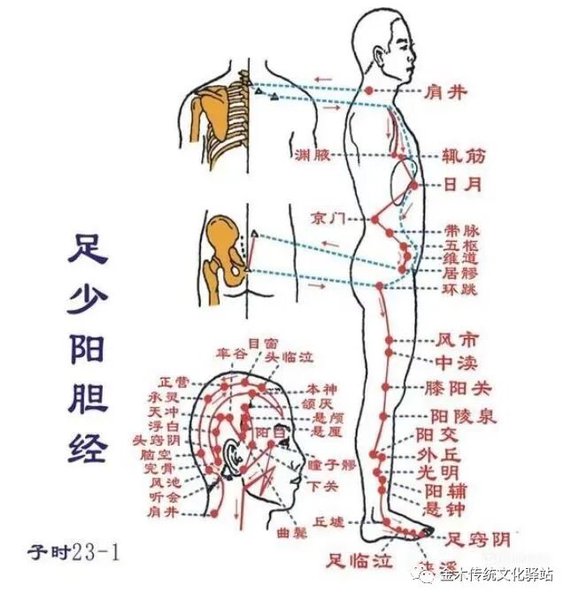 肋骨怎么记忆人体400个穴位记忆法（建议收藏）_https://www.jmylbn.com_新闻资讯_第13张
