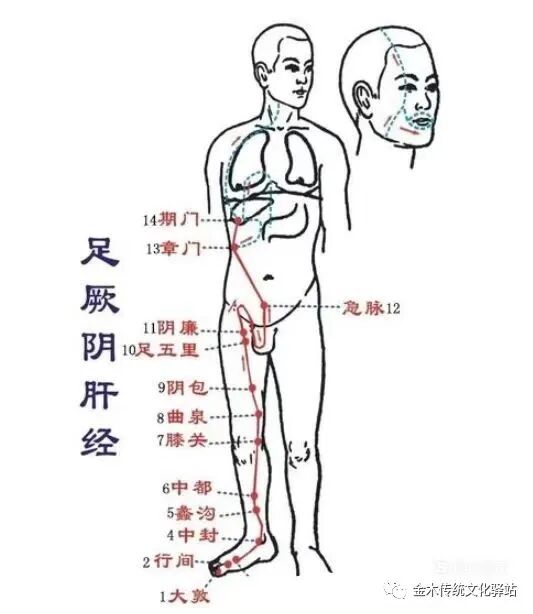 肋骨怎么记忆人体400个穴位记忆法（建议收藏）_https://www.jmylbn.com_新闻资讯_第14张