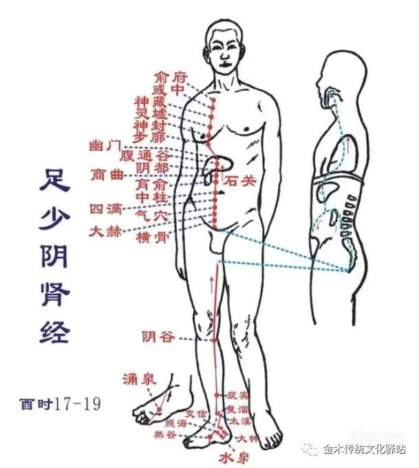 肋骨怎么记忆人体400个穴位记忆法（建议收藏）_https://www.jmylbn.com_新闻资讯_第10张
