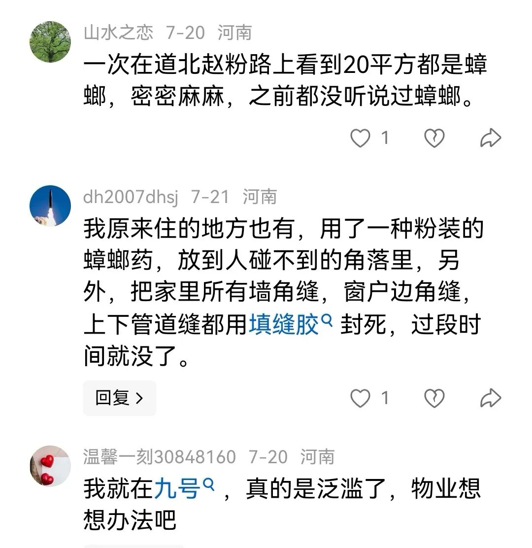 河南现南方大蟑螂