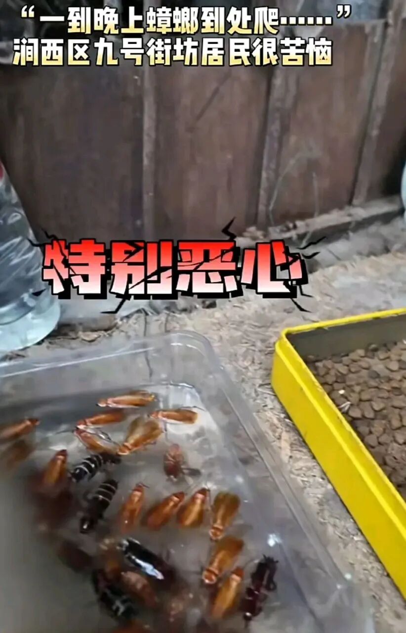 河南现南方大蟑螂