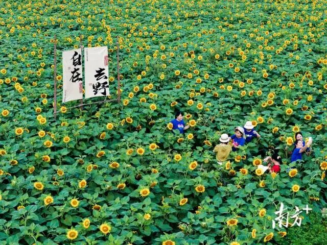 兴宁市龙田镇全域土地综合整治后，种植了大片向日葵，于近日开放，吸引游客前来观赏。    南方日报记者 何森垚 摄