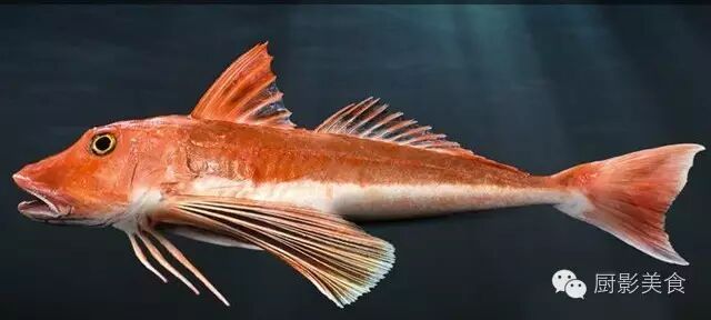 新西蘭深海魚類大全 收趣雲書籤 微文庫