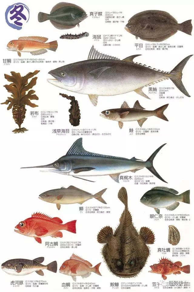 冬季顶级日料鱼类大赏 厨影美食 微信公众号文章阅读 Wemp