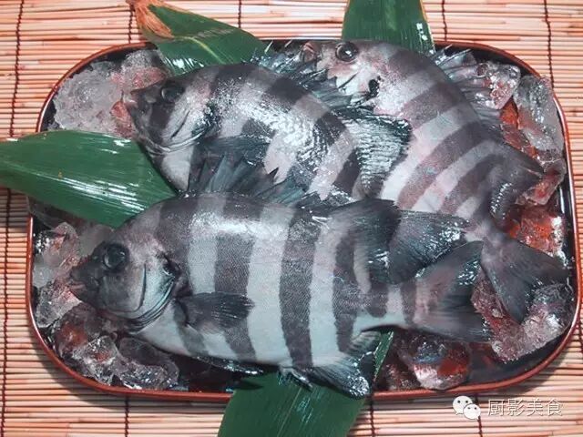 魚中之王 鯛魚的種類和料理介紹 收趣雲書籤 微文庫