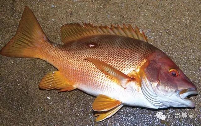 魚中之王 鯛魚的種類和料理介紹 收趣雲書籤 微文庫