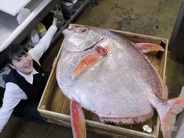 魚中之王 鯛魚的種類和料理介紹 收趣雲書籤 微文庫