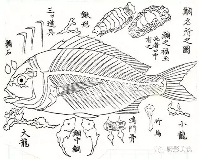 魚中之王 鯛魚的種類和料理介紹 收趣雲書籤 微文庫