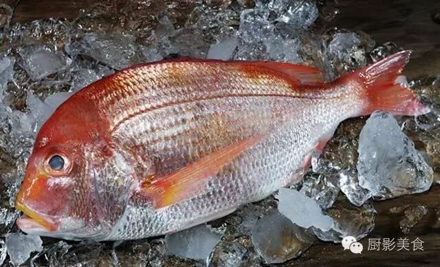 魚中之王 鯛魚的種類和料理介紹 收趣雲書籤 微文庫