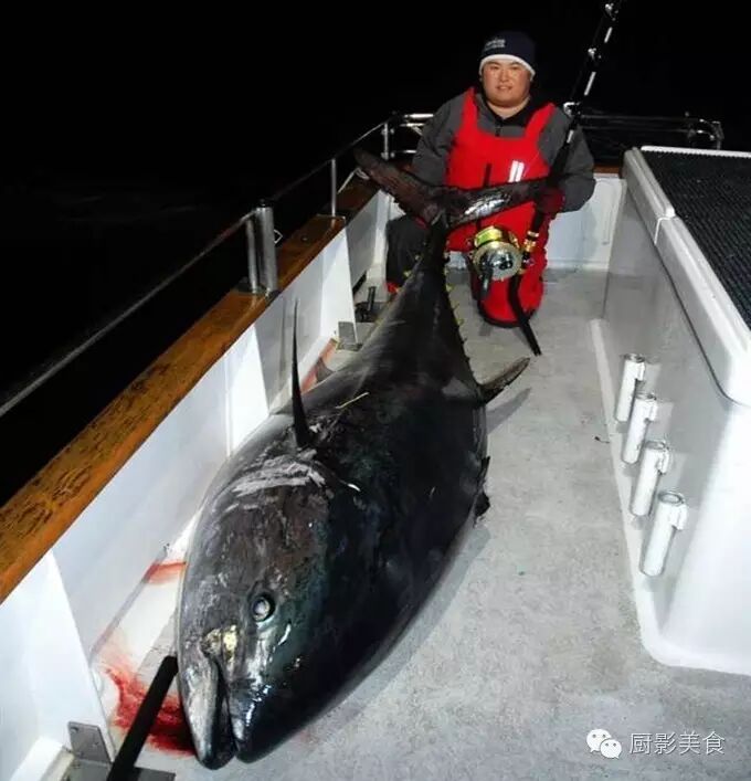 全世界的金槍魚都全了 收趣雲書籤 微文庫