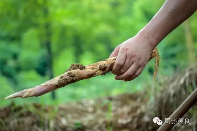 鞭笋又称鞭梢,笋鞭,边笋,是各类食用竹类夏季和秋季生长的竹鞭梢.