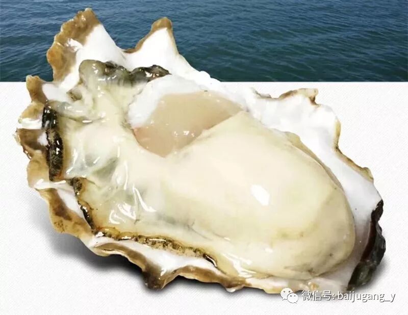 贝鲜生牡蛎现捞现发 绝对新鲜