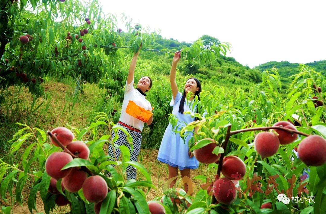 药材加工创业项目_河南种植药材创业项目_农村加工创业项目