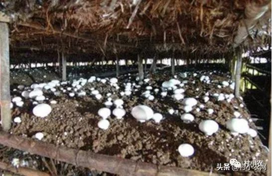 你家的牛粪别扔了，牛粪和稻草就能种出高产蘑
