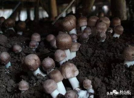 你家的牛粪别扔了，牛粪和稻草就能种出高产蘑
