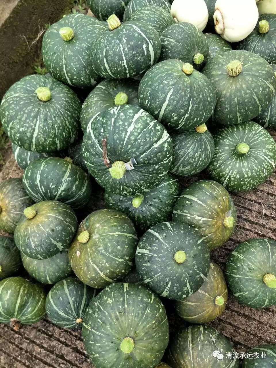 农场种植的各类原生态农产品