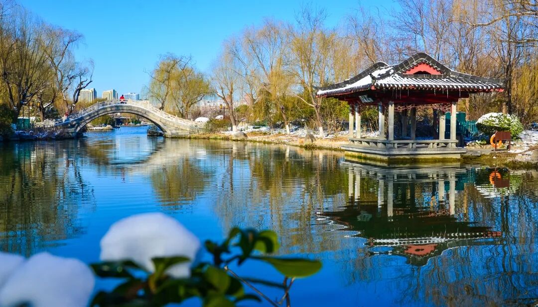 看济南大明湖畔亭亭玉立