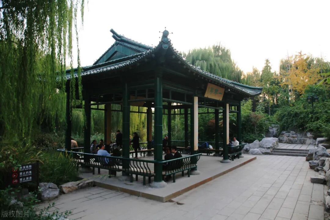 看济南大明湖畔亭亭玉立