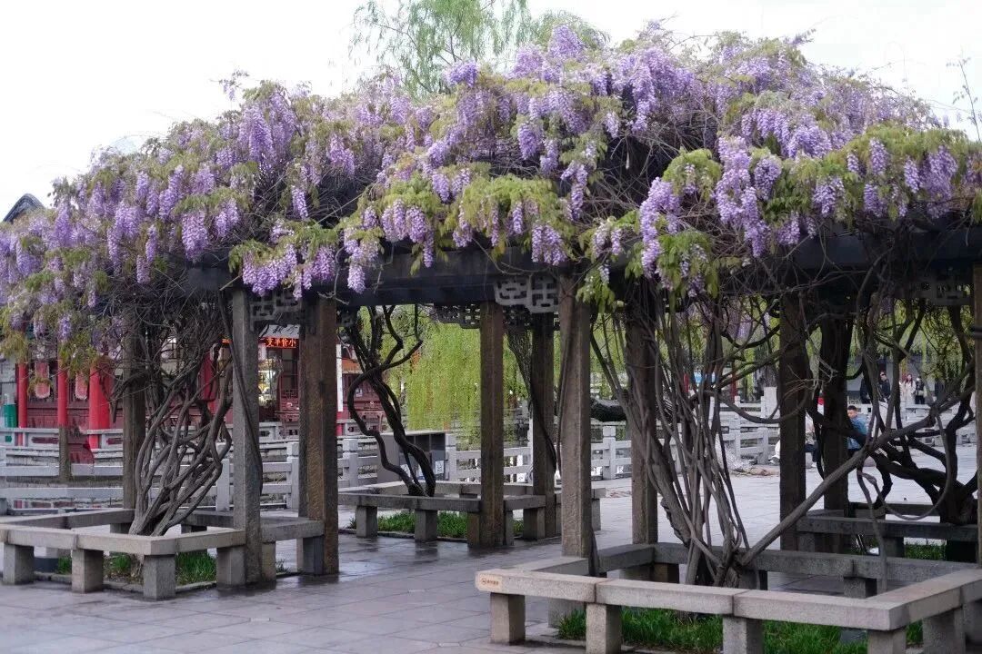 在铁公祠院内也有一处紫藤花廊藤蔓萦绕着廊架垂流直下好似一排紫色