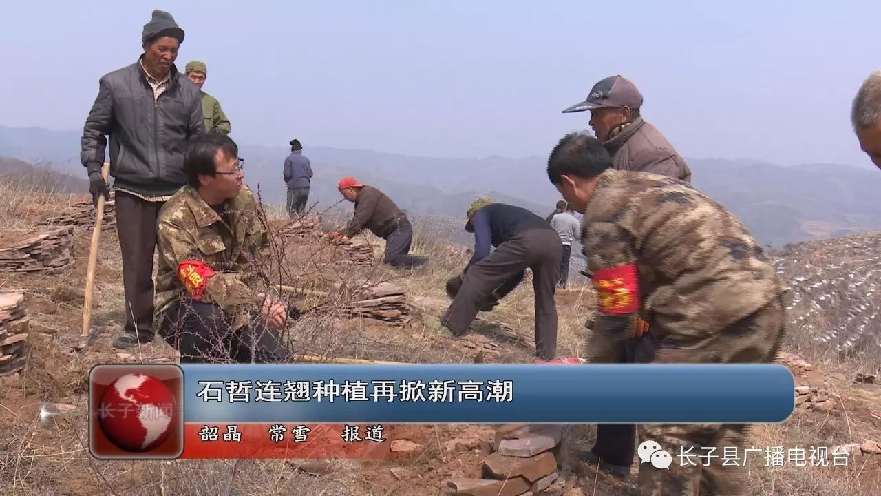 长子县石哲镇连翘种植再掀新高潮