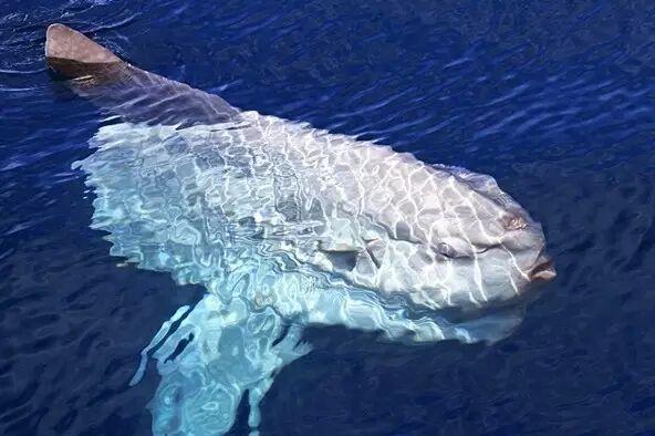 至海面享受"日光浴",英美等国习惯称它为"海中太阳鱼"(ocean sunfish)
