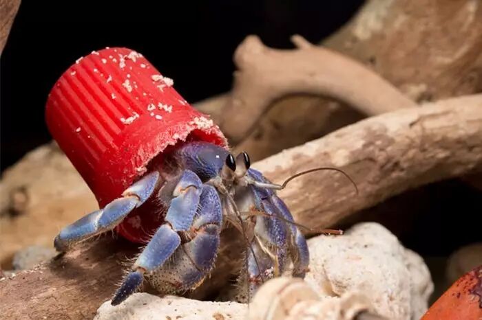 紫陆寄居蟹我的前半身比较好看