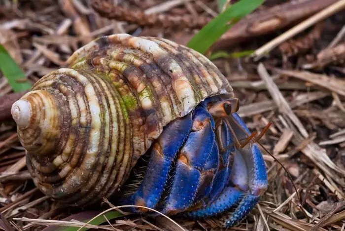 紫陆寄居蟹:我的前半身比较好看