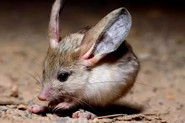 com长耳跳鼠每年繁殖一次,它们的繁育周期较长,通常从每年的四月末