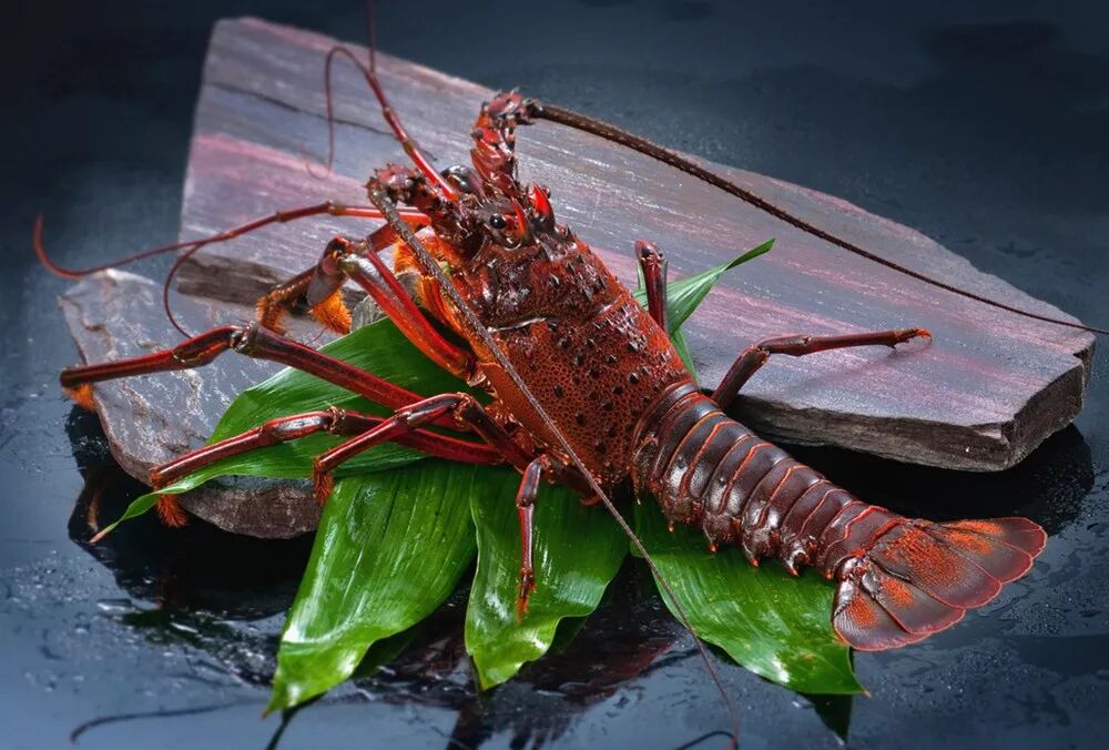 有时,我们还会见到一种身形奇特的"龙虾",它们仿佛是"远古时代被陨石