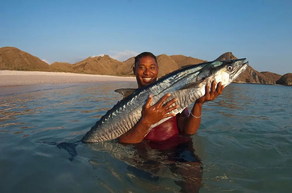 不想成为鲅鱼饺子的鰆鯃 不是好马鲛 萨尔茨堡的鱼 微信公众号文章阅读 Wemp