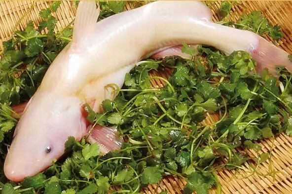 10毫米级的寄生鲇5米级的欧鲇都是水煮鱼的亲戚