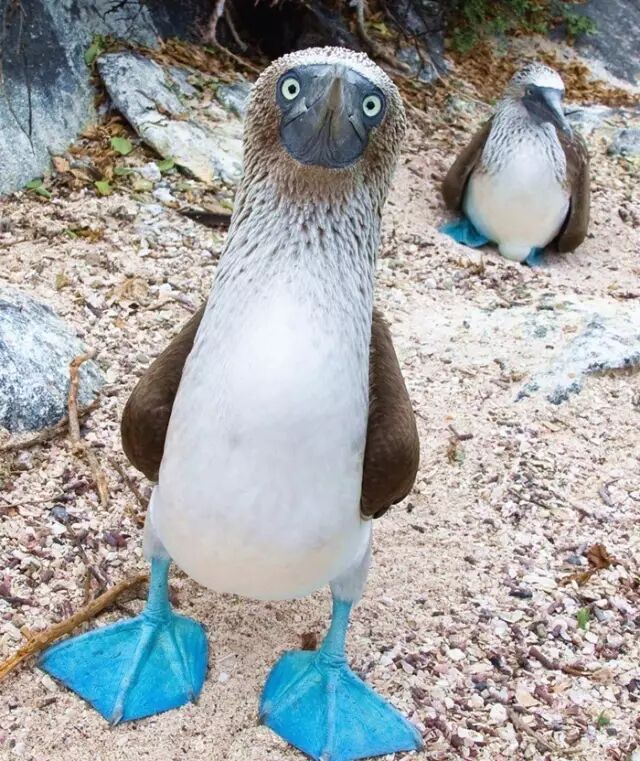 人生就像蓝脚鲣鸟你一本正经时总有人想笑