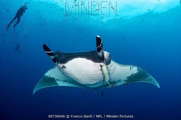 饱受误会的魔鬼鱼蝠鲼