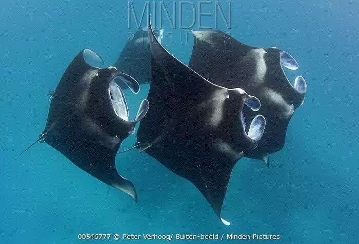 饱受误会的魔鬼鱼蝠鲼