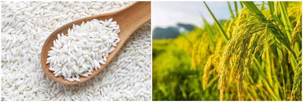 每个节日里都躲藏着一只糯米怪