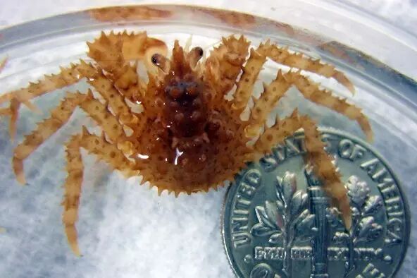 长腿欧巴"帝王蟹",是怎么嘿咻生娃,一次留种上万的?