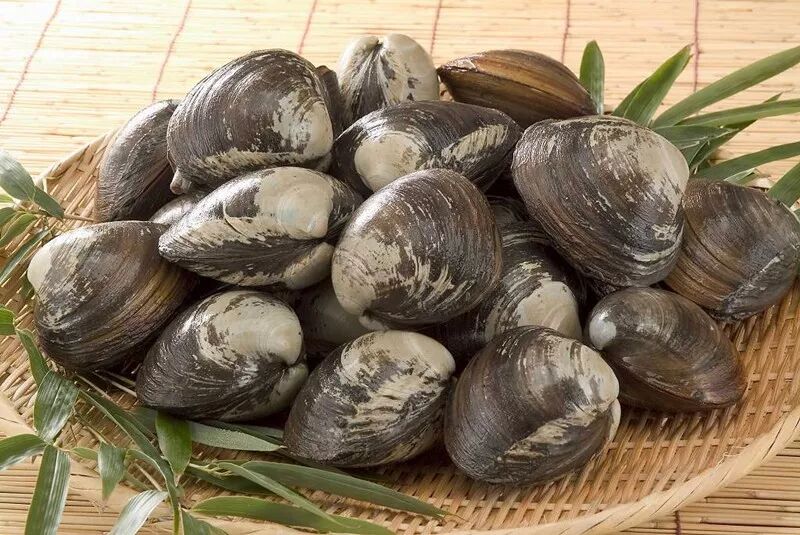 不是所有刺身都是生的比如北极贝