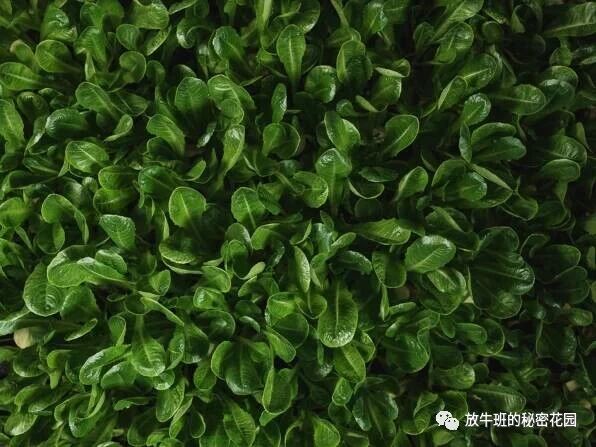 《宜家打造集装箱“菜地”：可持续城市农业不远了？》