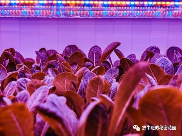 《宜家打造集装箱“菜地”：可持续城市农业不远了？》