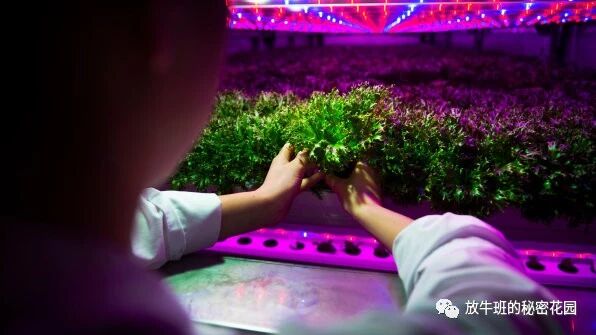 《宜家打造集装箱“菜地”：可持续城市农业不远了？》