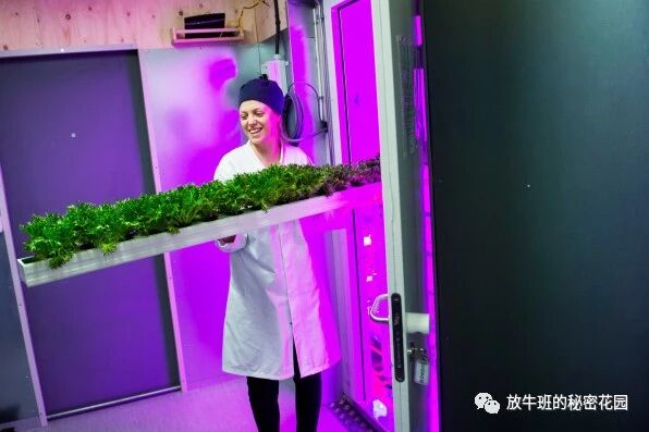 《宜家打造集装箱“菜地”：可持续城市农业不远了？》